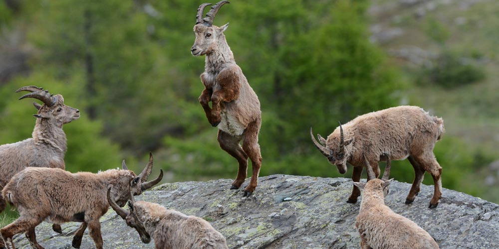 Italiens größter Nationalpark wird 100 3 Italiens größter Nationalpark