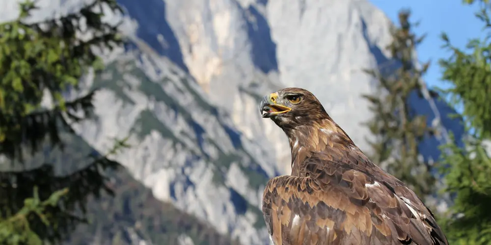 Nationalpark Berchtesgaden – Deutschlands alpine Schutzregion 2 Nationalpark Berchtesgaden Steinadler