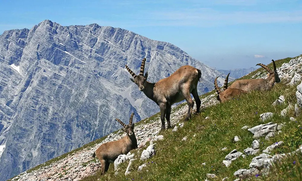 Nationalpark Berchtesgaden – Deutschlands alpine Schutzregion 3 Nationalpark Berchtesgaden Steinbock