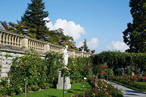 Der blühende Rosengarten auf der Insel Mainau am Bodensee