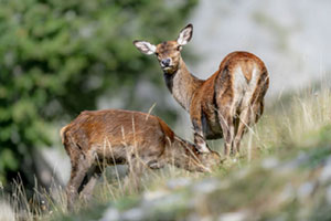 Wildtiere im Morgengrauen