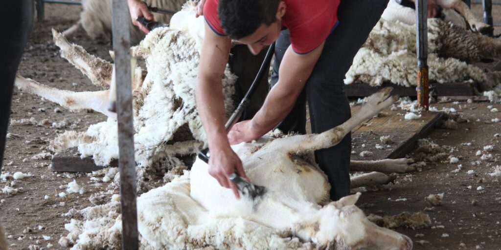 Merino für den Freizeitsport 4 Liegendes Merino-Schaf wird per Hand geschoren