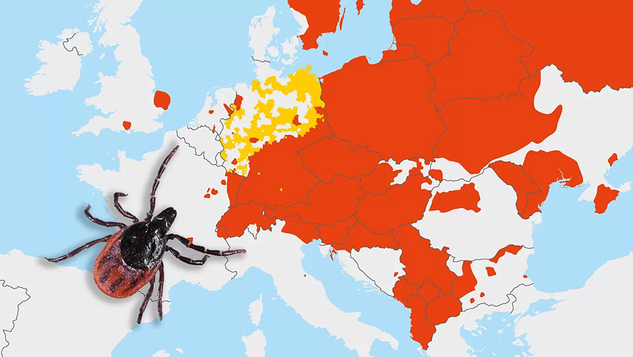 Eine Zecke auf einer Europakarte graphisch dargestellt