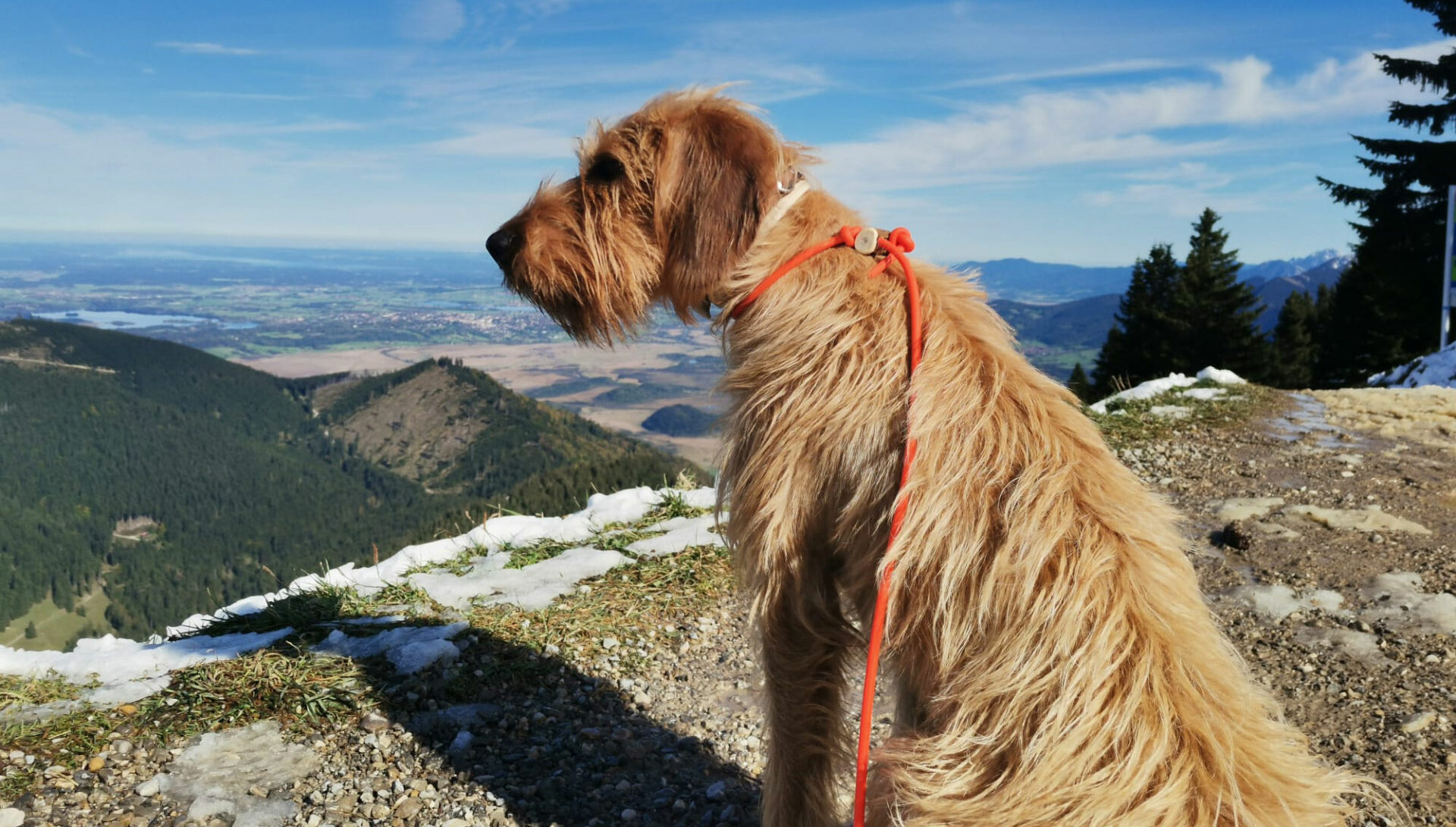 Wandern mit Hund in den Alpen 3 Das Wandern mit Hund in den Alpen sollte das Tier keinesfalls überfordern ©Familie Müller
