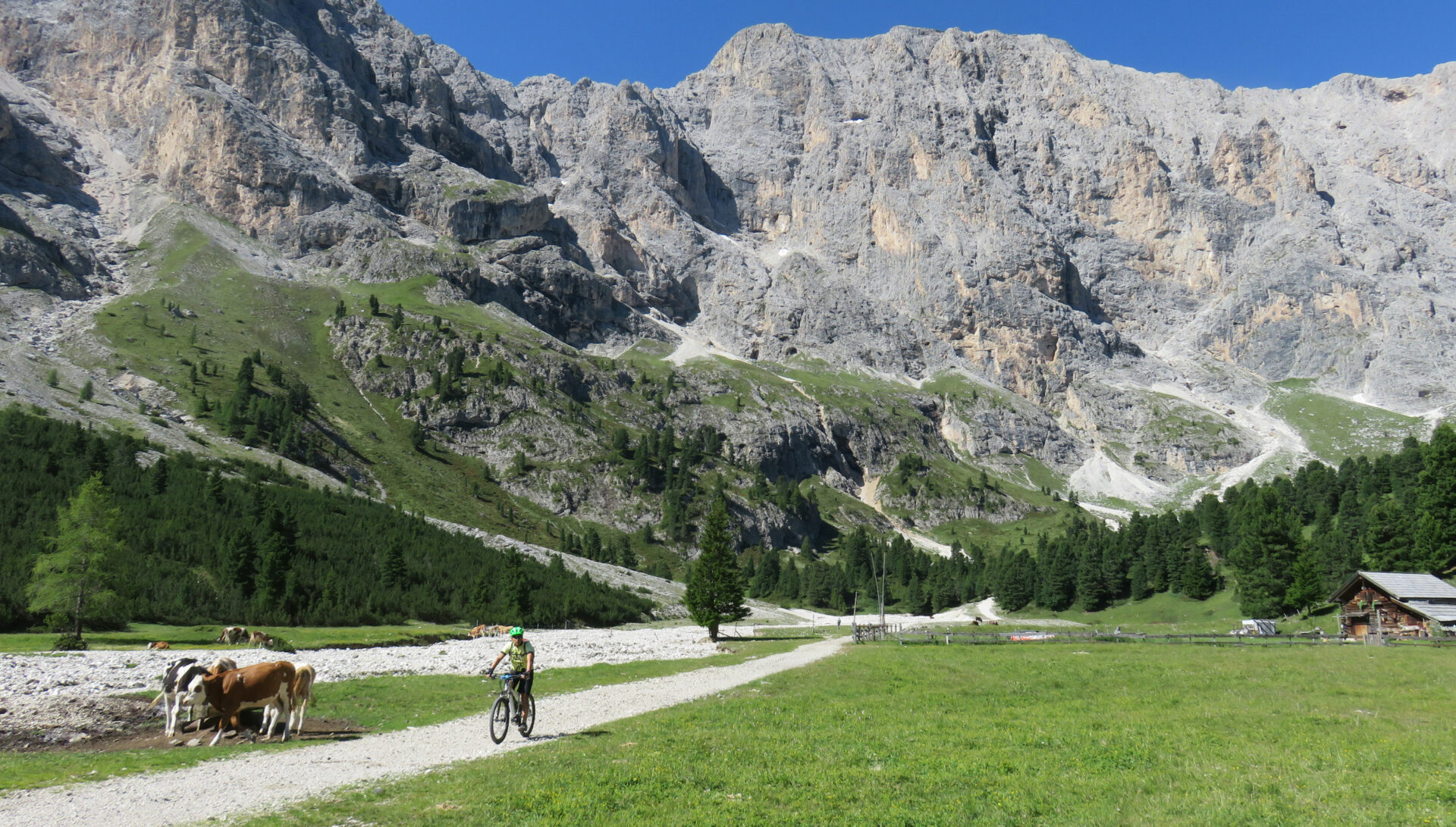 Rinder gibt es zuhauf im Val Duron © Nicola Förg