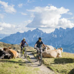 Bikedolo im Reich der Fanes 8 Zwei Mountainbiker fahren durch die Dolomiten, umgebemn von herrlicher Landschaft und vielen Kühen