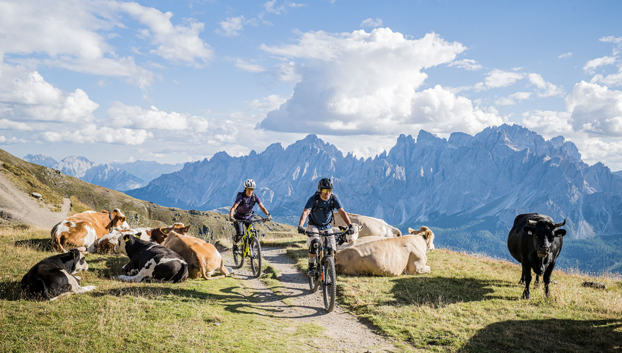 Bikedolo im Reich der Fanes 20 Zwei Mountainbiker fahren durch die Dolomiten, umgebemn von herrlicher Landschaft und vielen Kühen