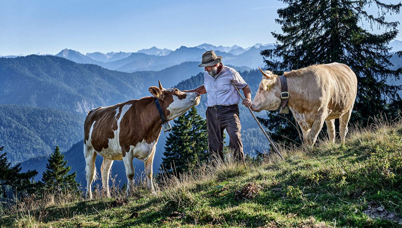Bergbauern – eine visuelle Liebeserklärung 3 Ein alter Mann und Bergbauer auf der Alm bei seinen Kühen