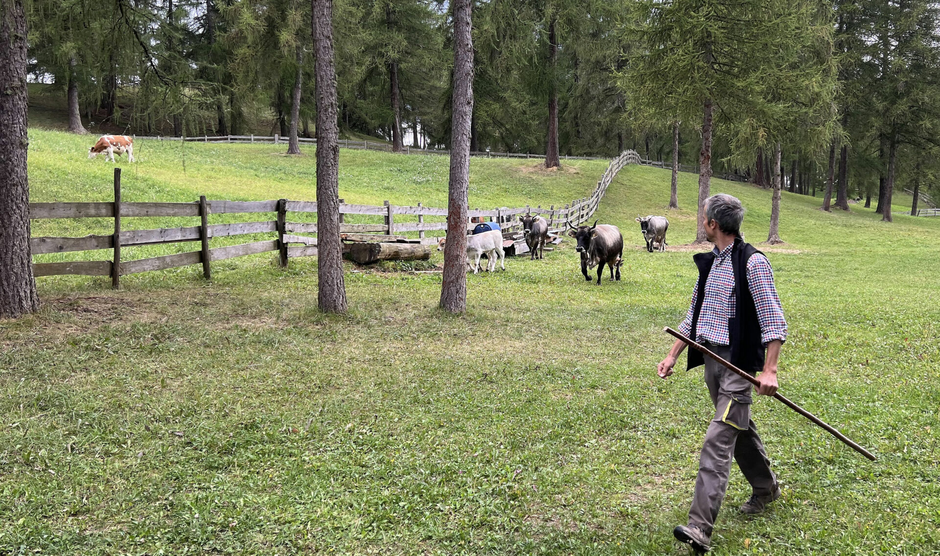 Bauernhofurlaub zwischen Weinreben und Hofleben 3 Gäste dürfen Klaus Steinegger beim Umtrieb seiner Kühe begleiten ©Thomas-Sbikowski